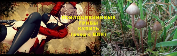 трава Аркадак